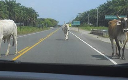 Saiba o que fazer quando encontrar animais na pista