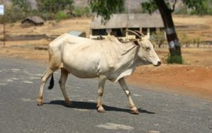 Diminui o número de animais atropelados em rodovias concedidas