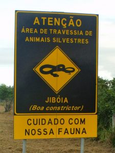quinze-animais-morrem-por-segundo-atropelados-em-estradas-brasileiras1