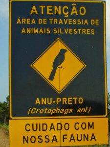 quinze-animais-morrem-por-segundo-atropelados-em-estradas-brasileiras2