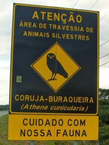 quinze-animais-morrem-por-segundo-atropelados-em-estradas-brasileiras3