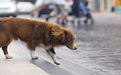 Agora é lei em SP: se atropelar animal, motorista terá que socorrê-lo