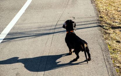 Matar ou ferir animais na direção do veículo pode virar crime de trânsito