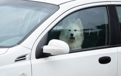 Deixar o animal sozinho no carro pode gerar multas de trânsito?