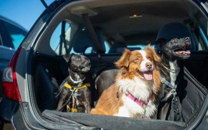 Pets no veículo: o que diz a lei sobre o transporte de animais